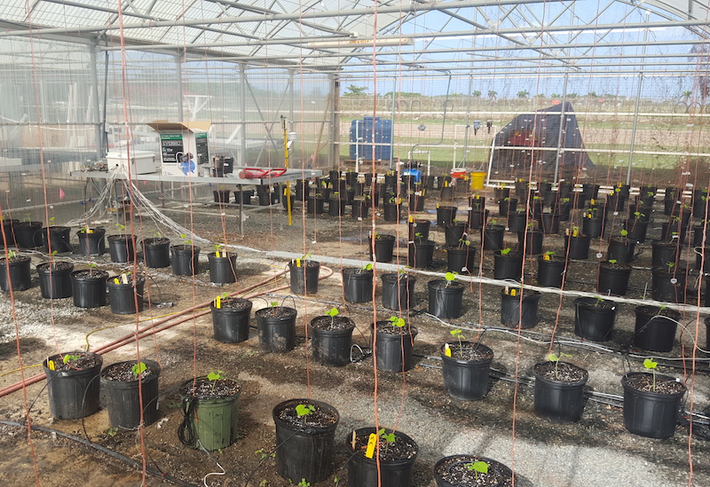 Vegetable irrigation trial. Photo courtesy of Tom Geiger.