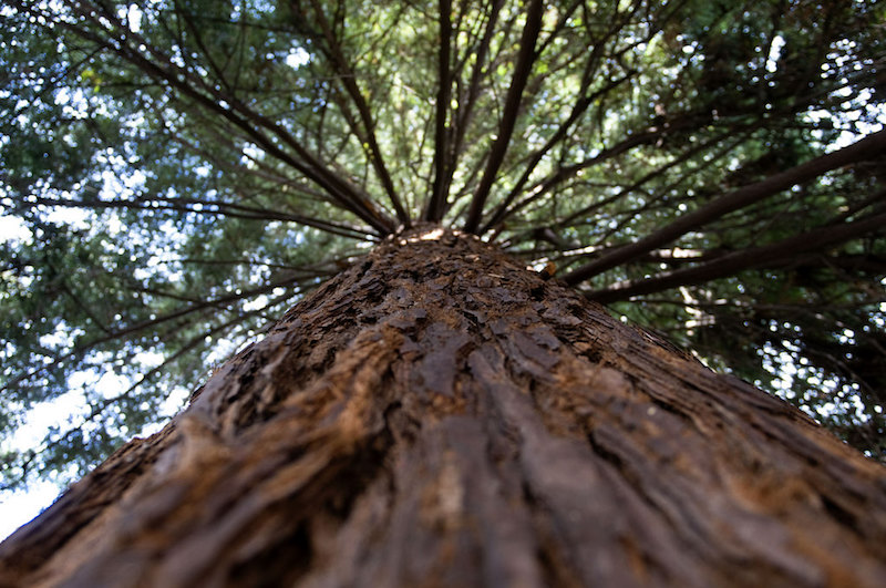 A tall redwood tree. Photo by Hitchster.