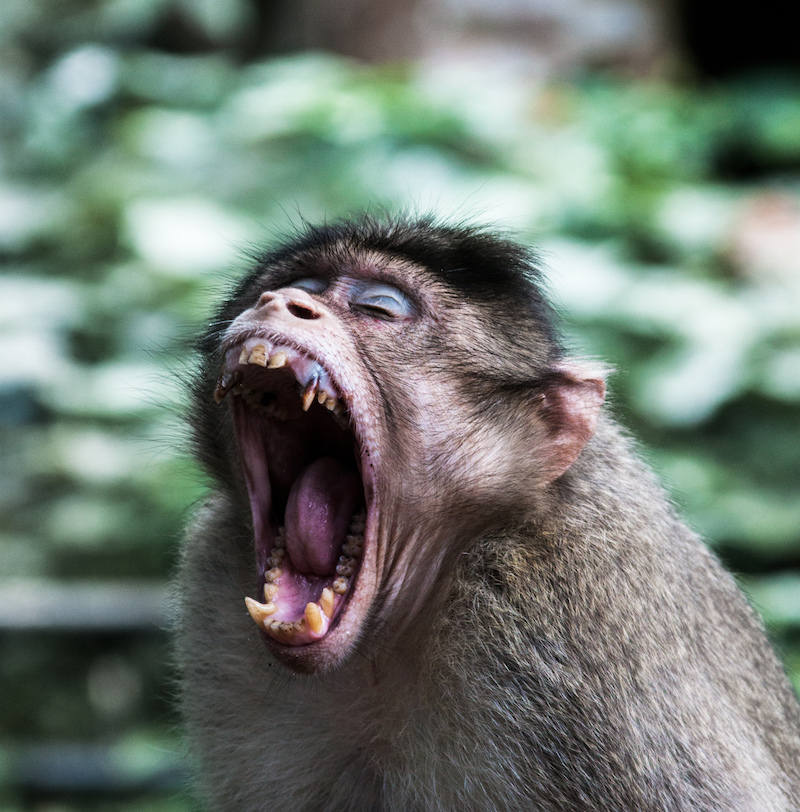 Photo of an angry monkey by Navaneeth KN.